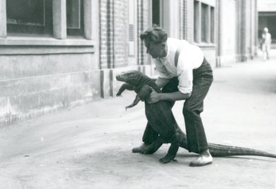En Komodo-drage som holdes opp på bakbena, av en keeper ved London Zoo i august 1928 (s/hv-bilde) av Frederick William Bond