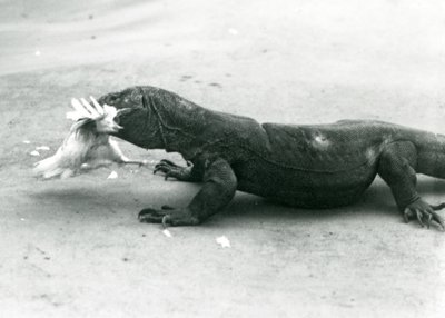 En Komodo-drage som spiser en kylling, London Zoo av Frederick William Bond
