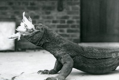 En Komodo-drage spiser en kylling i London Zoo august 1928 (s/hvitt-bilde) av Frederick William Bond