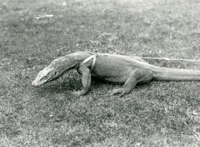 En komododrage ute på tur på en plen, iført sele og bånd (s/h-bilde) av Frederick William Bond