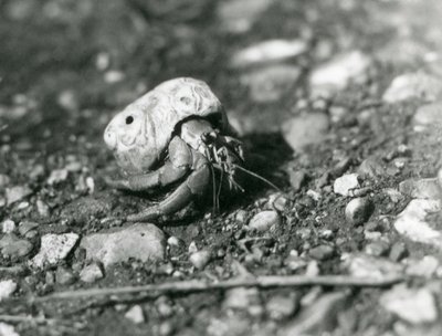 En landeremittkrabbe, London Zoo av Frederick William Bond