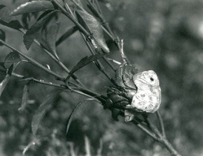 En eremittkrabbe som klatrer på en liten gren, London Zoo av Frederick William Bond