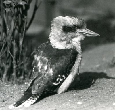 A Laughing Kookaburra i London Zoo i april 1925 av Frederick William Bond