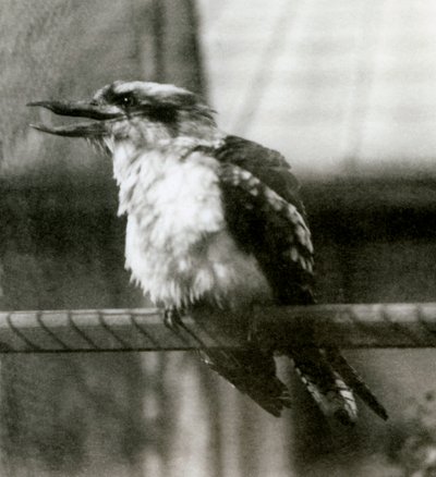 A Laughing Kookaburra i London Zoo i oktober 1924 av Frederick William Bond