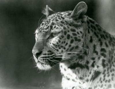 En leopard i London Zoo i 1930 (s/hvitt-bilde) av Frederick William Bond