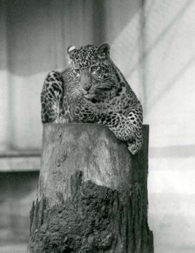 En leopard som ligger på toppen av en trestubbe, London Zoo av Frederick William Bond