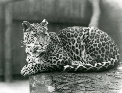 En leopard hviler på en tømmerstokk i London Zoo i 1929 (s/hv-bilde) av Frederick William Bond