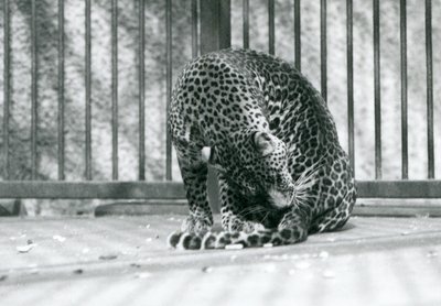 En leopard som sitter i innhegningen og pleier benet, London Zoo, 1927 av Frederick William Bond