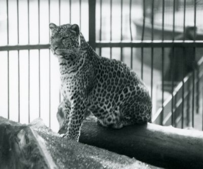 En leopard som sitter på en tømmerstokk i innhegningen i London Zoo, september 1925 av Frederick William Bond