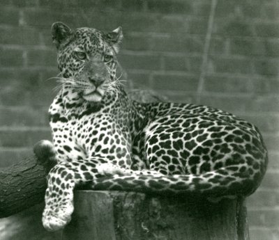 En leopard som sitter på en trestubbe i London Zoo i 1924 av Frederick William Bond