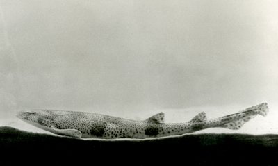 En mindre flekket pigghå i London Zoo i 1924 av Frederick William Bond