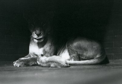 En løveunge som ligger sammen med sin mor i skyggen av baksiden av innhegningen deres, London Zoo, oktober 1925 av Frederick William Bond