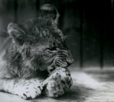 En løveunge matet i ZSL London Zoo i 1927 av Frederick William Bond