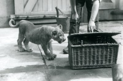 En løveunge ser på en tigerunge i en flettet kurv, som en keeper åpner, London Zoo, september 1925 av Frederick William Bond