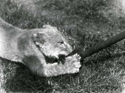 En løveunge leker med en mopp, holdt av vokteren, på gresset foran hiet, London Zoo, september 1925 av Frederick William Bond
