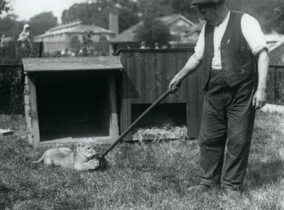 En løveunge leker med en mopp, holdt av vokteren, på gresset foran hiet, London Zoo, september 1925 av Frederick William Bond