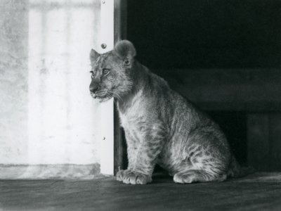 En løveunge sitter på gulvet i London Zoo i 1930 (s/hvitt-bilde) av Frederick William Bond