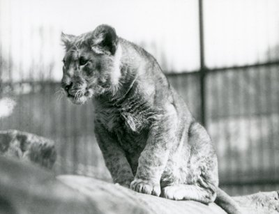 En løveunge, som ble født i menasjeriet i juli 1923, London Zoo, juli 1924 av Frederick William Bond