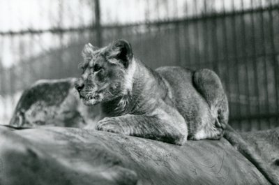 En løveunge, som ble født i menasjeriet i juli 1923, London Zoo, juli 1924 av Frederick William Bond