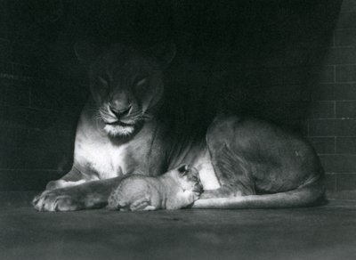 En løvinne og unge som ligger i skyggen av baksiden av innhegningen deres, London Zoo, oktober 1925 av Frederick William Bond
