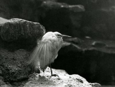 En liten egret hviler blant steiner i London Zoo i 1930 (s/hvitt-bilde) av Frederick William Bond