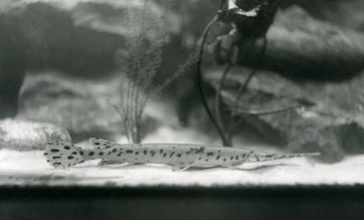 En Longnose gar, eller Needlenose gar, London Zoo, 1924 av Frederick William Bond