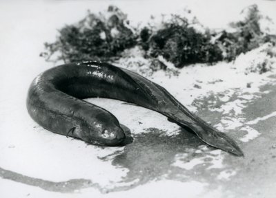 En lungefisk hviler ute av vannet i London Zoo i september 1928 av Frederick William Bond