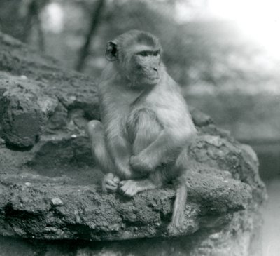 En makak sitter på en stein i London Zoo i 1924 av Frederick William Bond