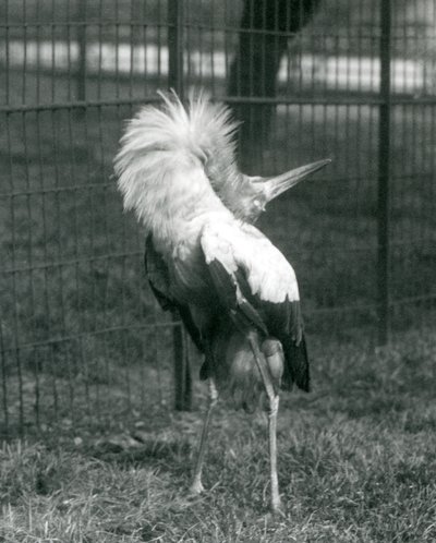 En Maguari-stork fremfører opp-ned-visningen, London Zoo, juli 1925 av Frederick William Bond