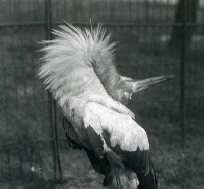 En Maguari-stork fremfører opp-ned-visningen, London Zoo, juli 1925 av Frederick William Bond