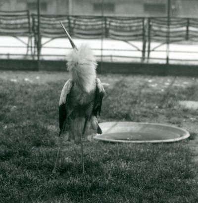En Maguari-stork fremfører opp-ned-visningen mens han står på gresset ved siden av et lite betongbasseng, London Zoo, juli 1925 (s/hv-bilde) av Frederick William Bond