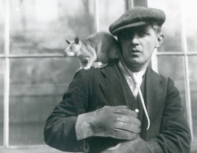 En malagasisk kjemperotte sitter på skulderen til vokteren sin, London Zoo av Frederick William Bond
