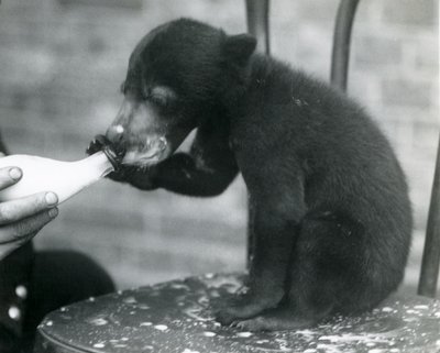 En malaysisk eller solbjørnunge sitter på en stol mens den blir matet med flaske av vokteren i London Zoo, 1920-tallet av Frederick William Bond