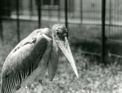 En Marabou-stork stående i innhegningen i London Zoo i september 1928 av Frederick William Bond