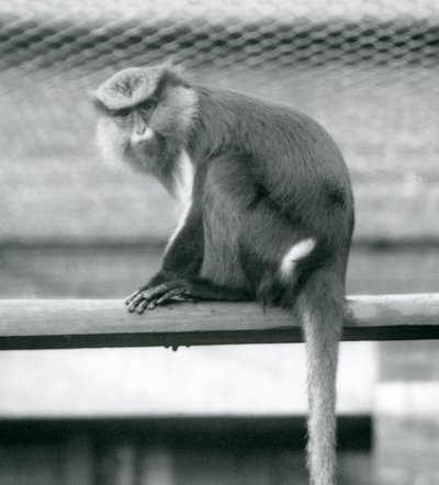 En Mona Monkey sitter på en horisontal stang i innhegningen i London Zoo i september 1925 av Frederick William Bond