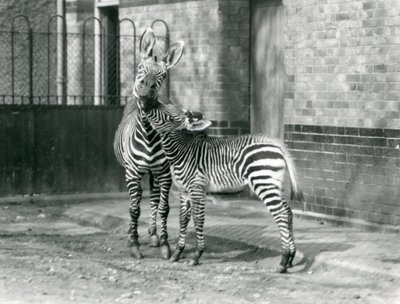En fjellsebra og føllet hennes i London Zoo i 1929 (s/hv-bilde) av Frederick William Bond