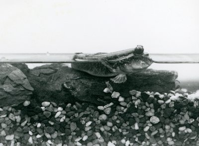 En mudskipper, hviler på nedsenkede steiner, med øynene over vann, London Zoo av Frederick William Bond