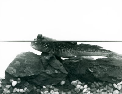 En mudskipper, hviler på nedsenkede steiner, med øynene over vann, London Zoo av Frederick William Bond