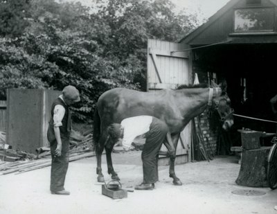 Et muldyr som ble skodd i London Zoo i 1924 av Frederick William Bond