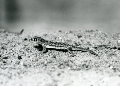 En Namib-sandgekko/nettfot-gekko som står på sand, London Zoo, september 1928 (s/hv-bilde) av Frederick William Bond