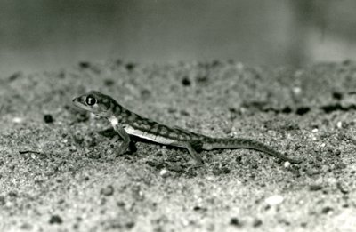En Namib-sandgekko/nettfot-gekko som står på sand, London Zoo, september 1928 (s/hv-bilde) av Frederick William Bond