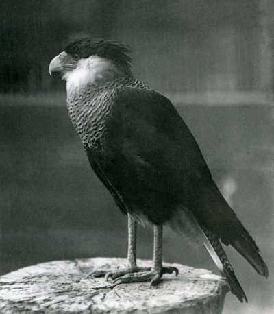 En Northern Crested Caracara i London Zoo, før 1930 av Frederick William Bond