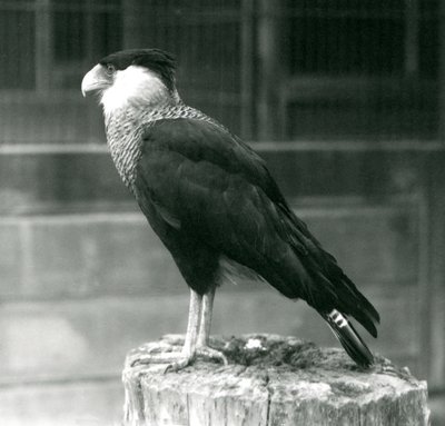 En Northern Crested Caracara stående på en tømmerstokk i London Zoo, september 1925 av Frederick William Bond
