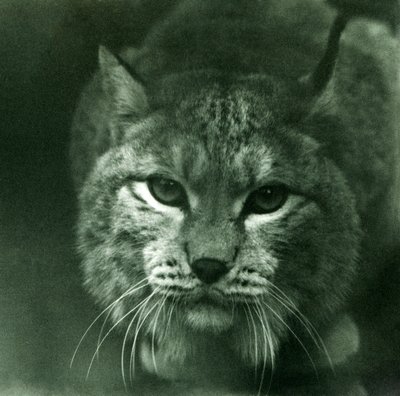 A Northern Lynx, London Zoo, februar 1925 av Frederick William Bond