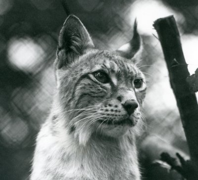 En nordlig gaupe i London Zoo, juli 1925 av Frederick William Bond