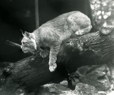 En nordlig gaupe lener seg ned fra en gren, London Zoo, oktober 1925 av Frederick William Bond