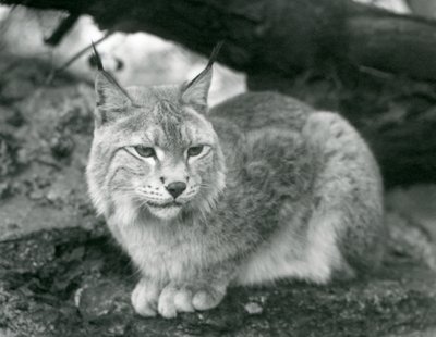 En nordlig gaupe som sitter på en stein, London Zoo, oktober 1925 av Frederick William Bond