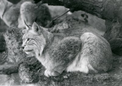 En nordlig gaupe som sitter på en stein, London Zoo, oktober 1925 av Frederick William Bond