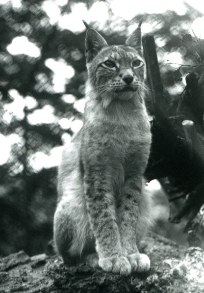En nordlig gaupe som sitter oppe i London Zoo, juli 1925 av Frederick William Bond