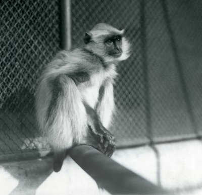 En Northern Plains Grey Langur sitter på en abbor i innhegningen i London Zoo i 1928 (s/hv-bilde) av Frederick William Bond